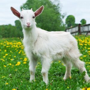 White Goat 3