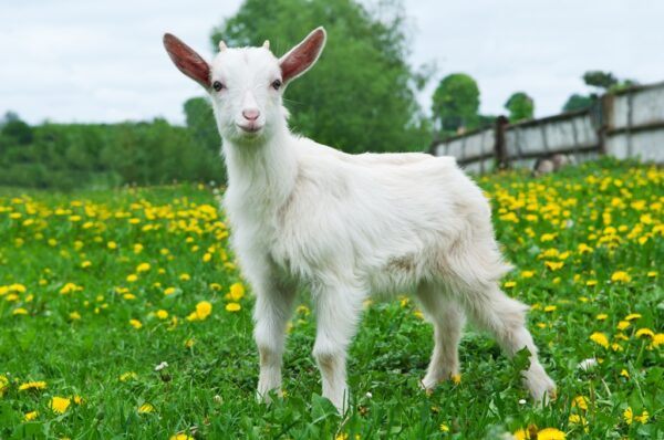 White Goat 3 Wholesale Price