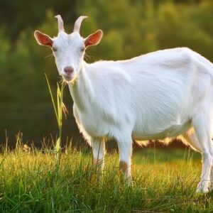 White Goat 2