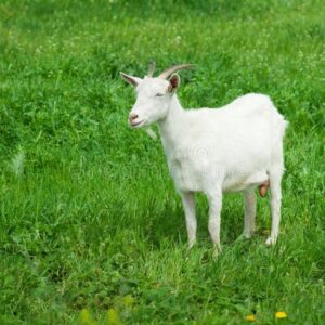 White Goat