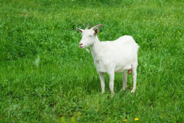 White Goat Wholesale Price