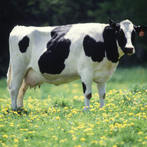 Female Cow