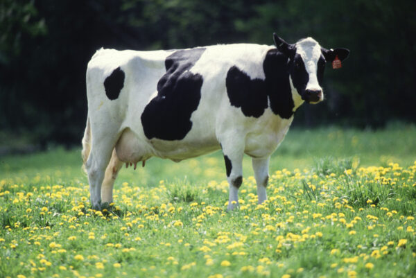 Female Cow Wholesale Price