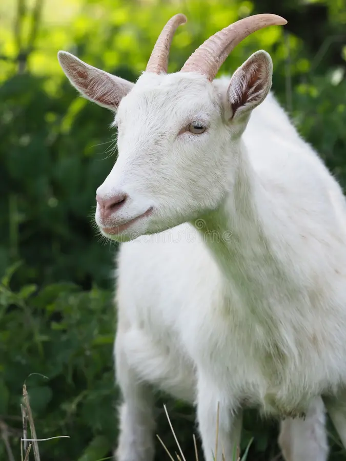 cute-white-goat-long-horns-field-172810480