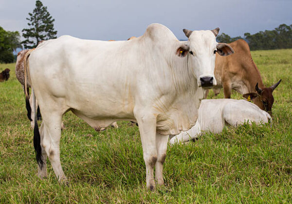 White Cow 3 Wholesale Price