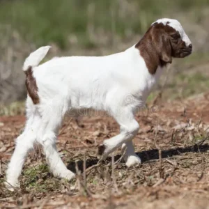 White Goat 4