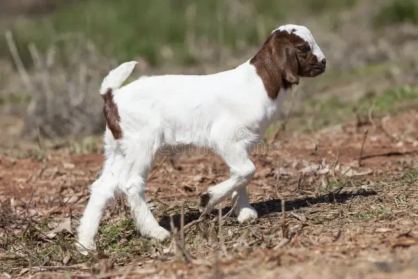 White Goat 4 Wholesale Price