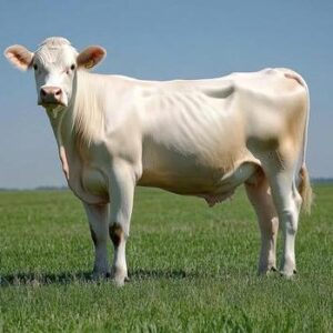 White Cow 2