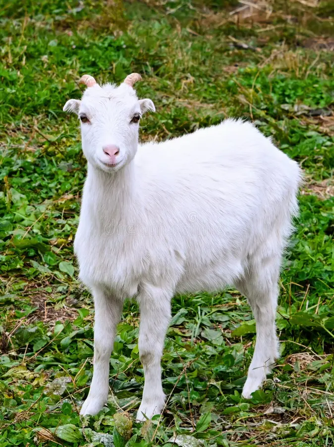 young-white-baby-goat-standing-green-grass-looking-camera-cute-farm-animal-symbolizing-innocence-calm-rural-416207465